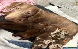 Miniature Dachshund dogs for sale: Miniature Dachshund puppies 7 weeks old  - Image 13