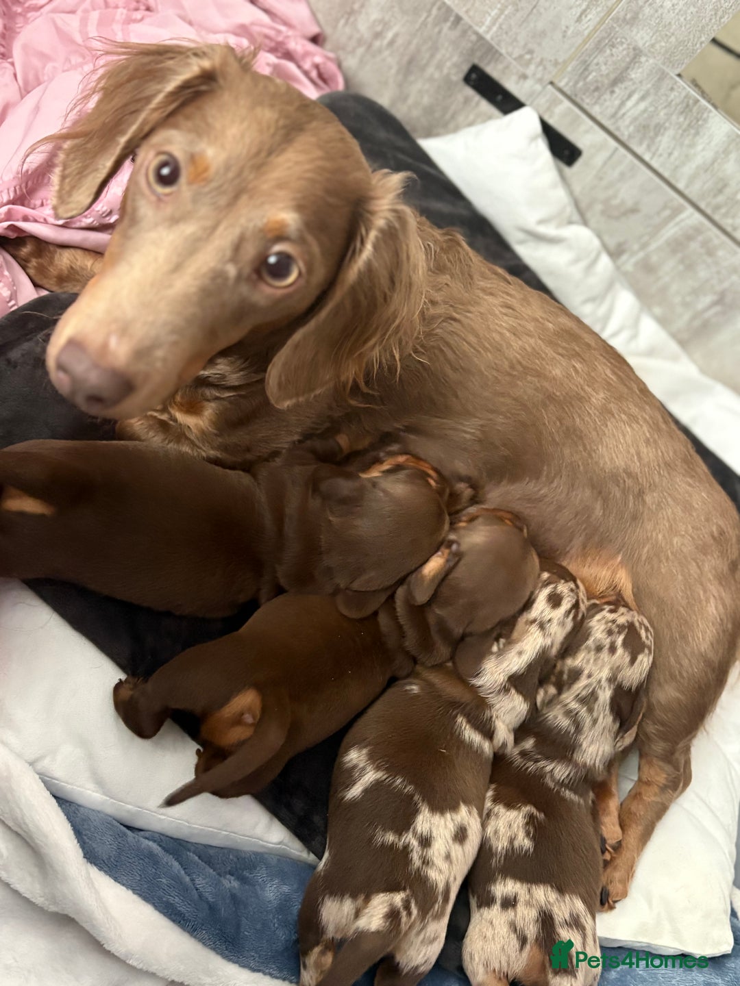 Miniature Dachshund dogs for sale: Miniature Dachshund puppies 7 weeks old  - Image 13