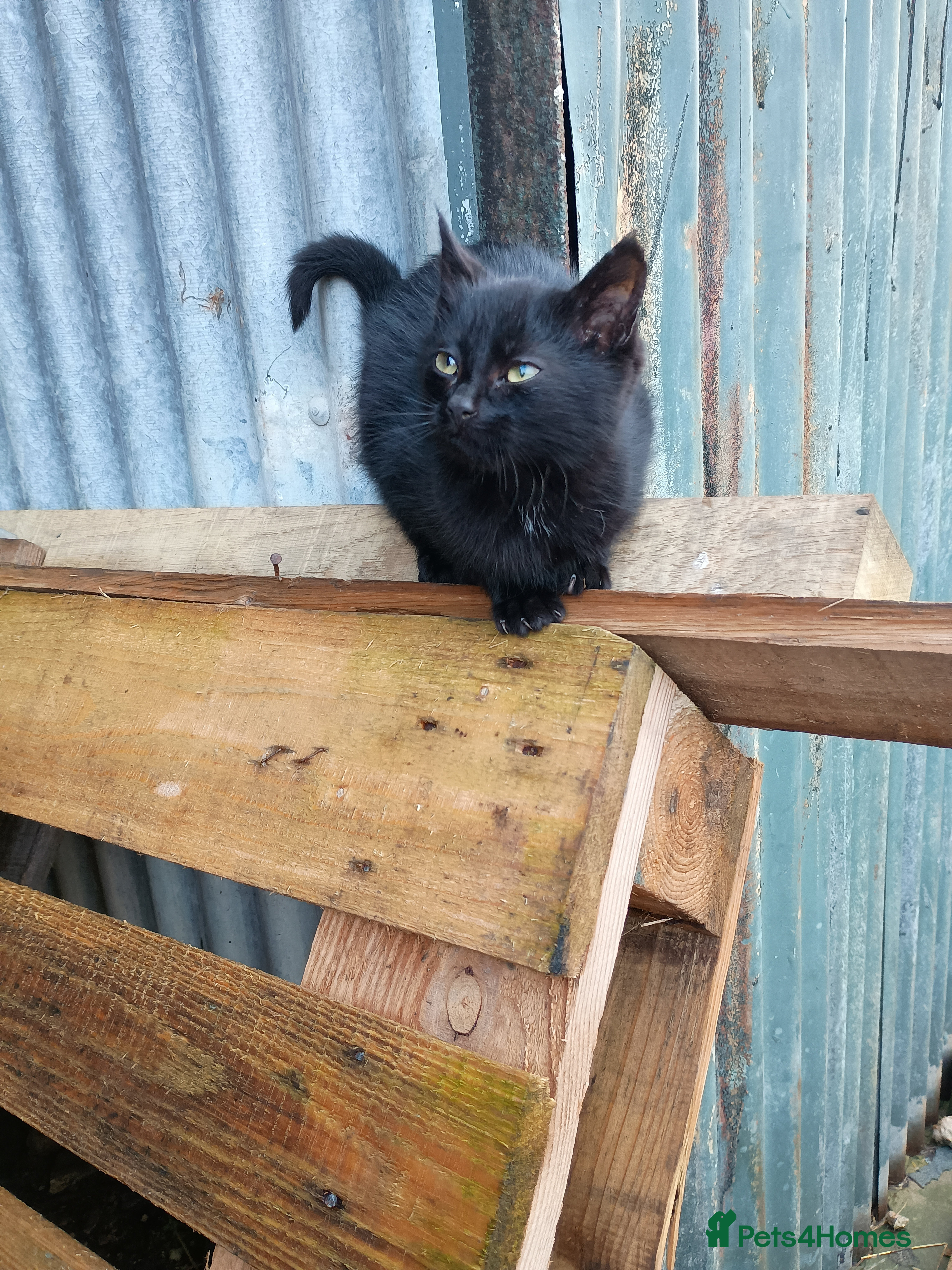 Mixed Breed cats Female barn/outdoor kitten - Advert 1