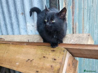 Mixed Breed cats Female barn/outdoor kitten - Advert 1