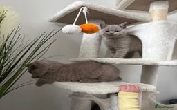 British Shorthair cats for sale: British shorthair kittens lilac & blue⭐️ - Image 1