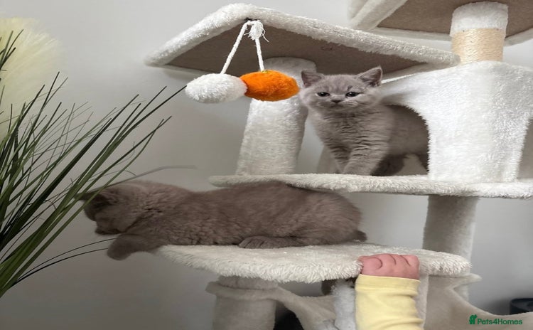 British Shorthair cats - Advert 10