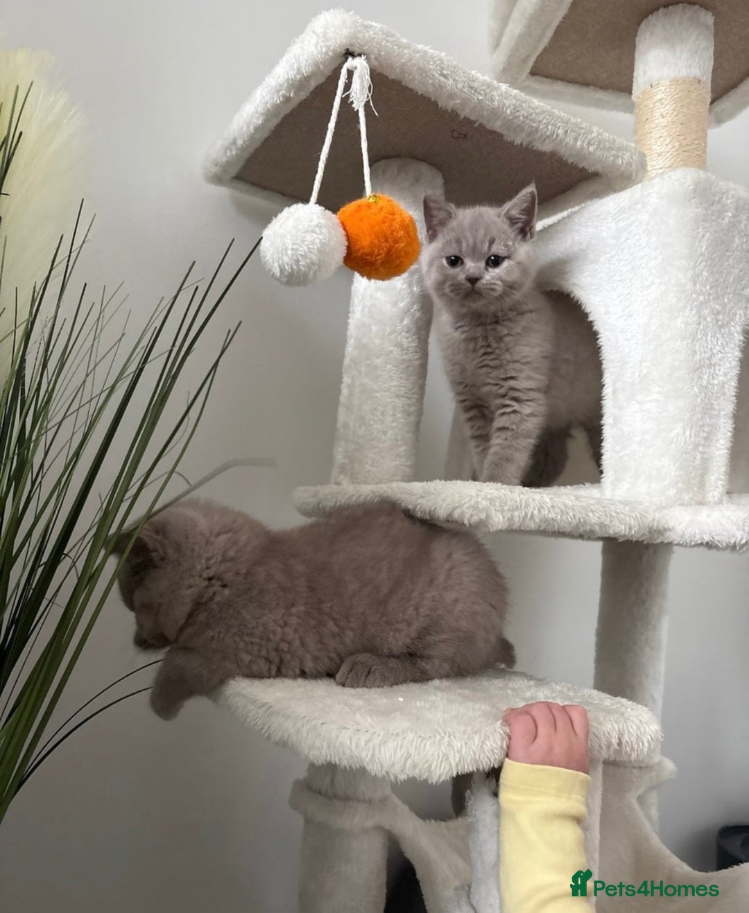 British Shorthair cats for sale: British shorthair kittens lilac & blue⭐️ - Image 1