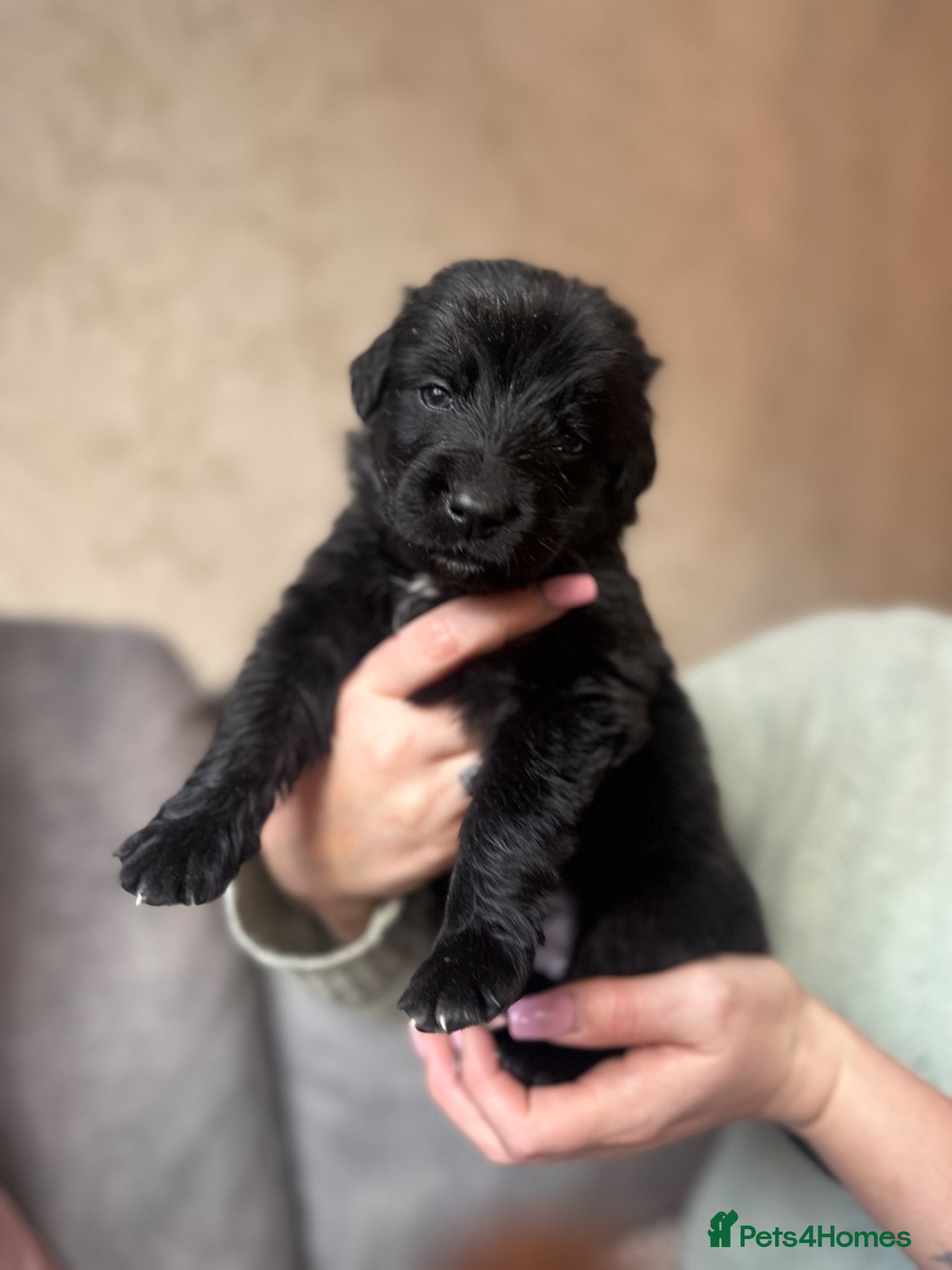 Golden Shepherd dogs 🌸🐾 Golden Shepherd Puppies 🐾🌸 - Advert 1