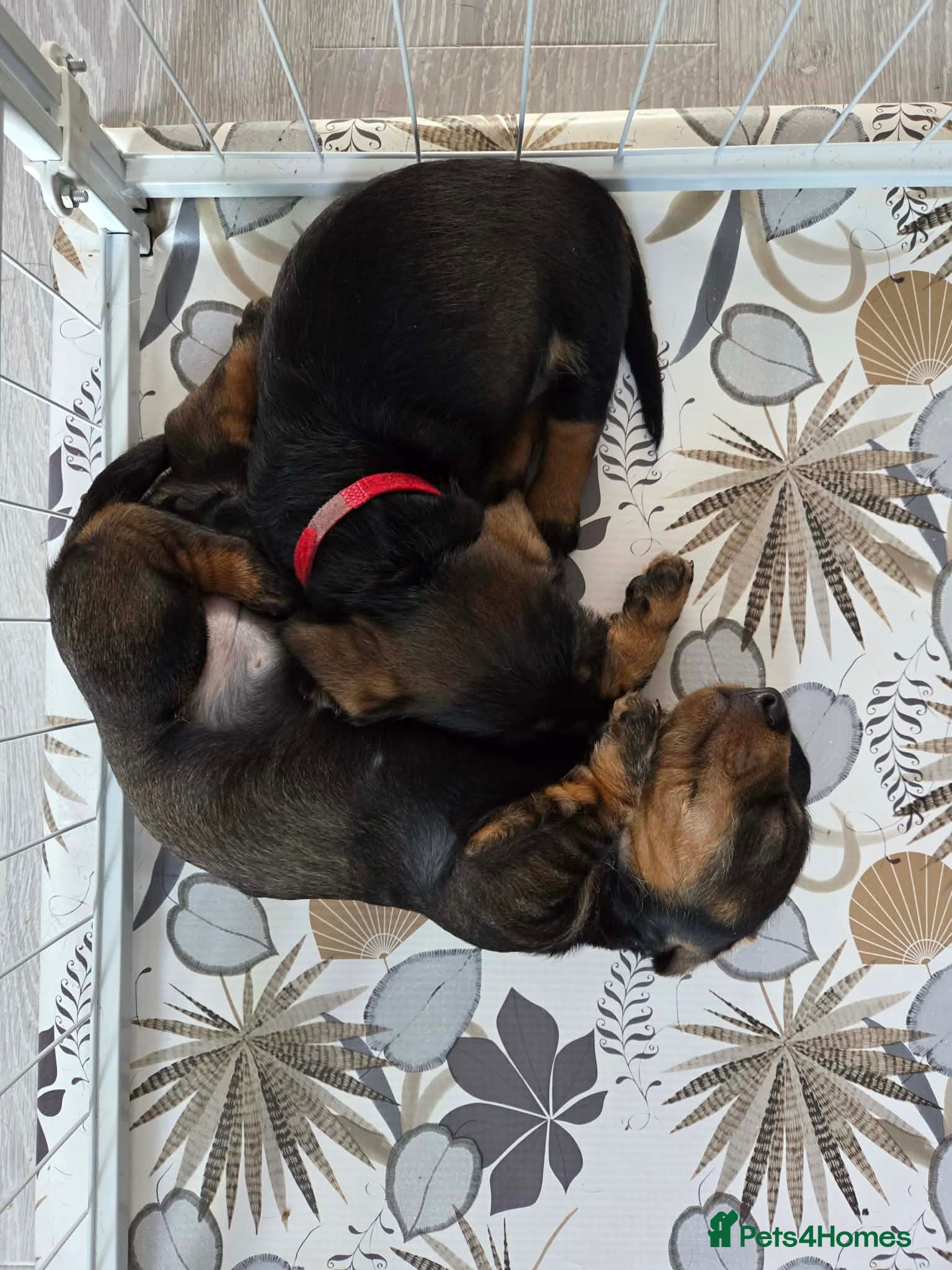 Dachshund dogs Beautiful Bunch of Standard Dachshund Puppies💐 - Advert 2