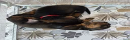 Dachshund dogs for sale: Stunning Standard Dachshund Puppies Ready Now - Advert 13