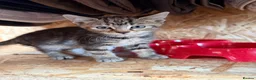 Mixed Breed cats for sale: Female Kitten - Advert 4