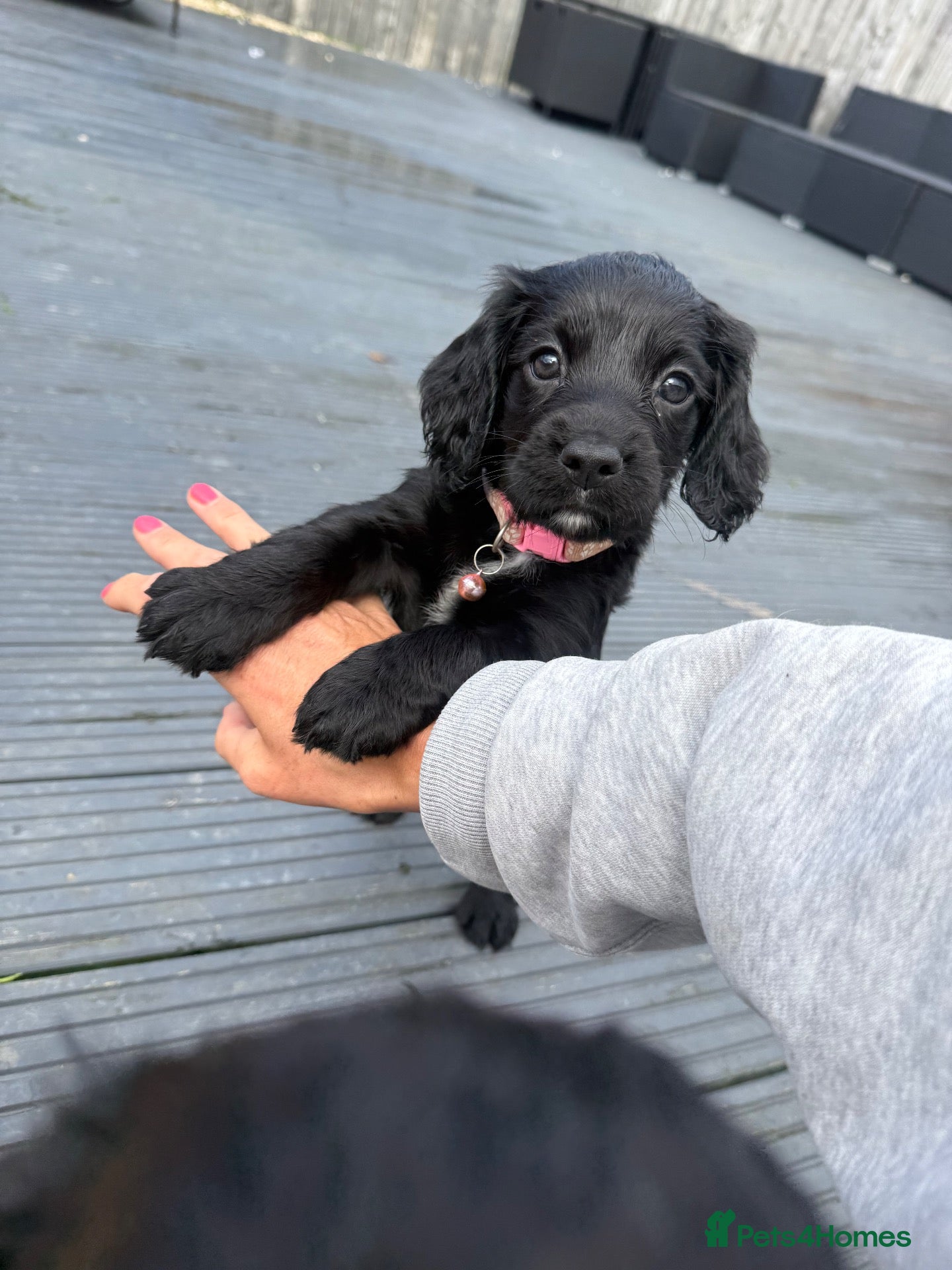 Cocker Spaniel dogs Cocker spaniels  - Advert 1