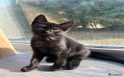 Mixed Breed cats for sale: Russian white/ Ragdoll mixed  - Image 4