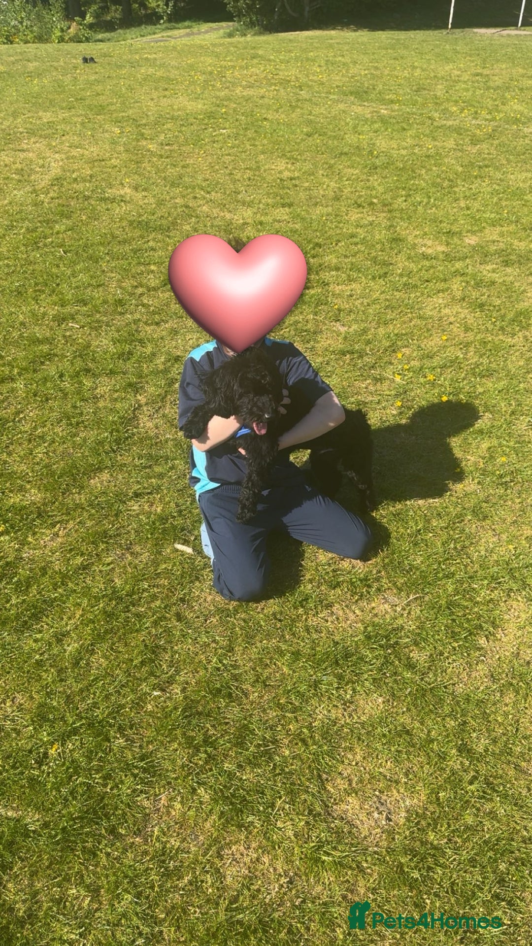 Maltipoo dogs for sale: Maltipoo boy needs a home  - Advert 2