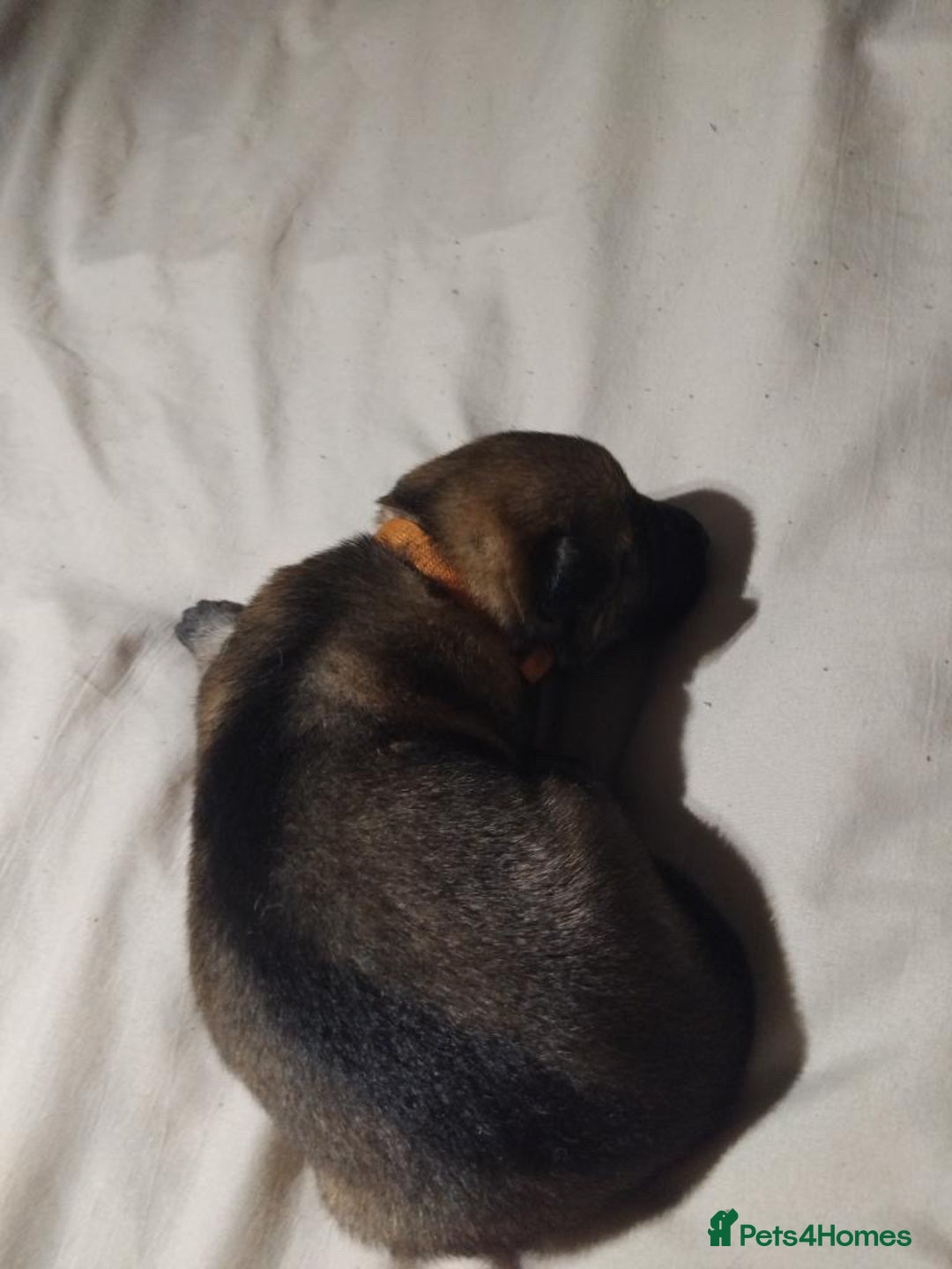 German Shepherd dogs for sale: German shepherd puppy’s kennel club registered  - Advert 18