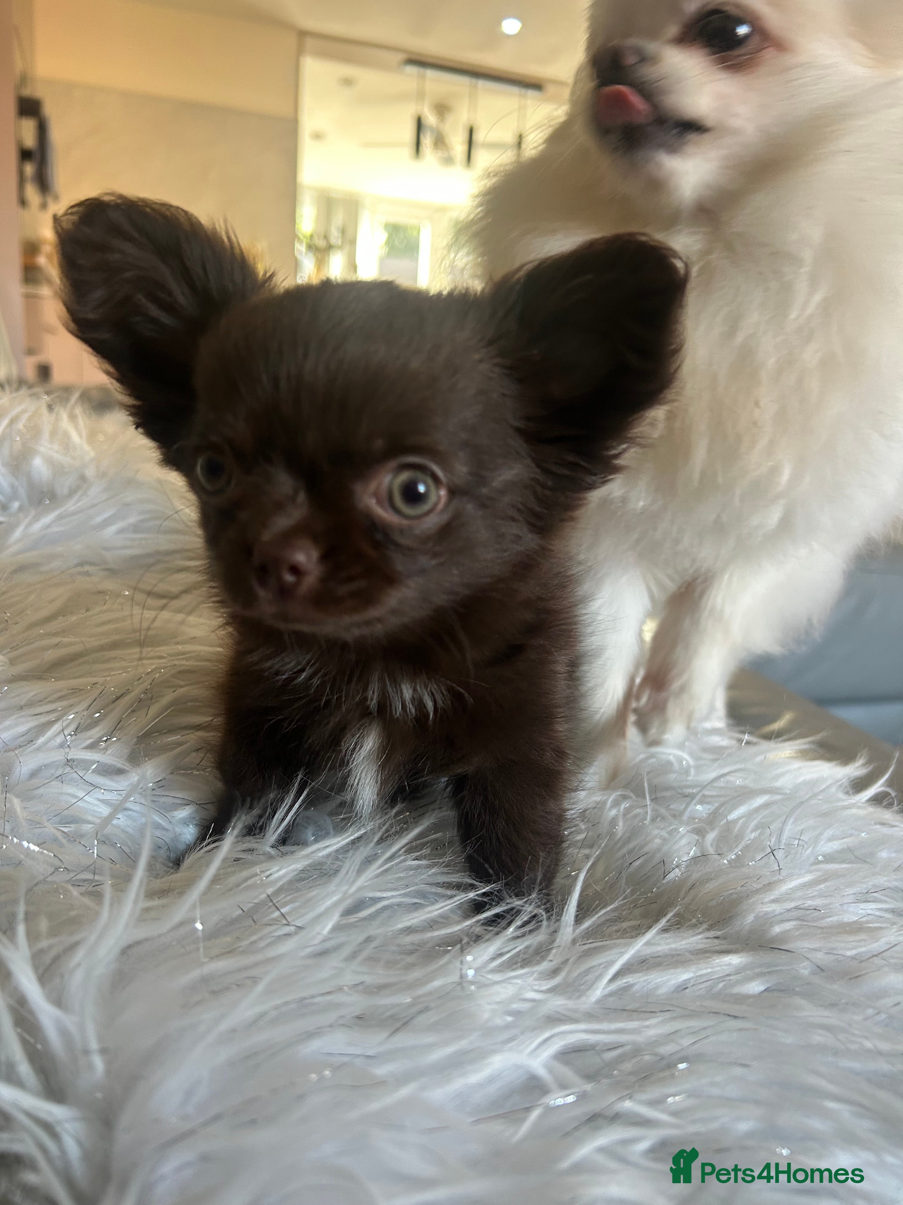 Chihuahua dogs READY NOW - long coat chihuahua puppy - Advert 1