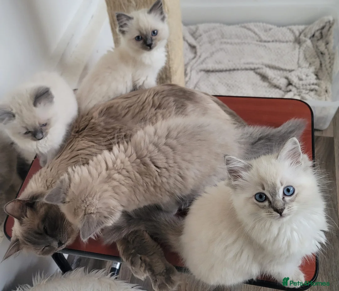 Ragdoll cats for sale: Blue mink / cherubim boy. TICA Active - Advert 10
