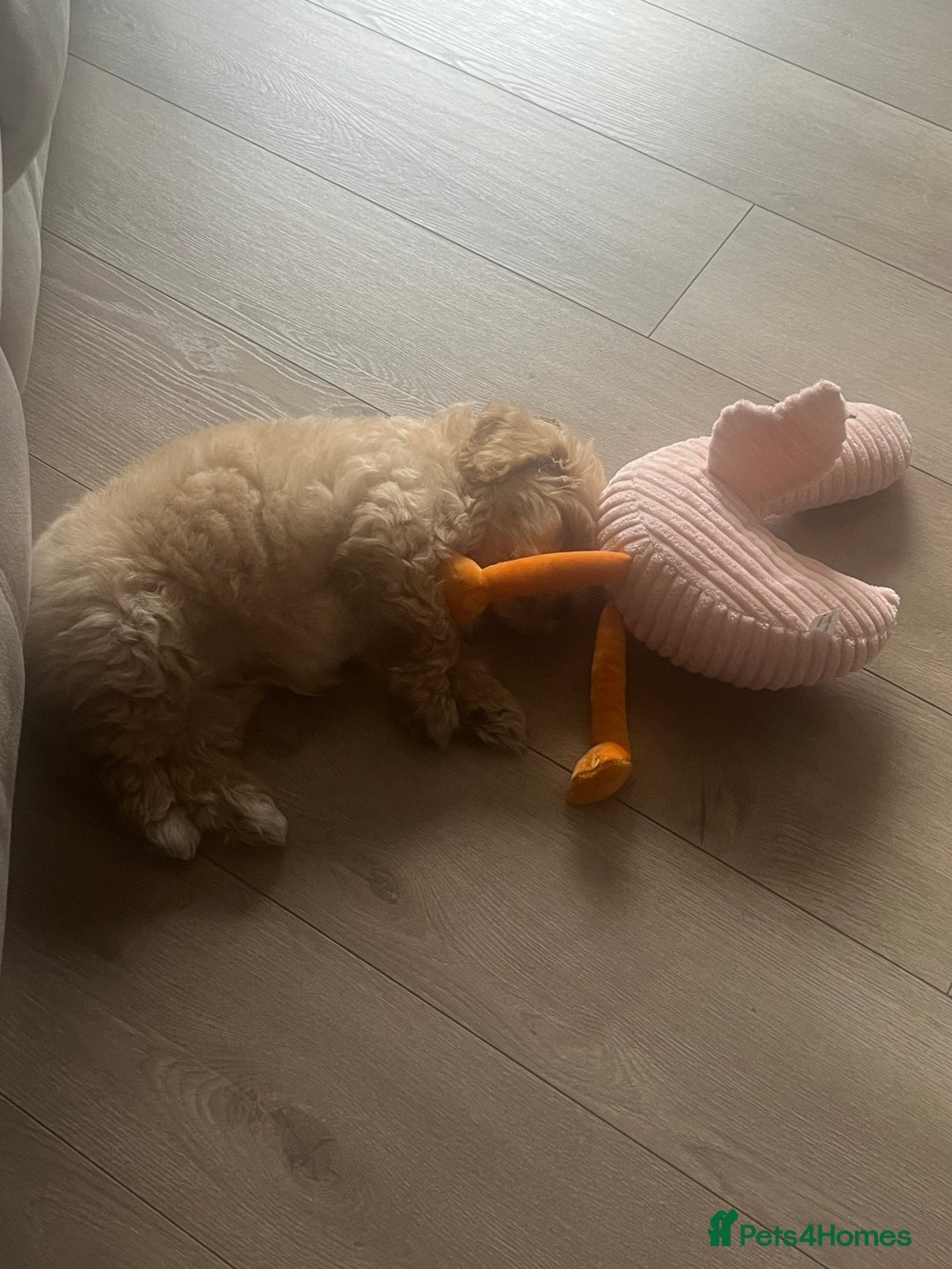 Maltipoo dogs for sale: 10-Week Maltipoo - Image 5