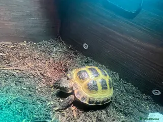 Tortoise reptiles Horsefield Tortoise - Advert 2