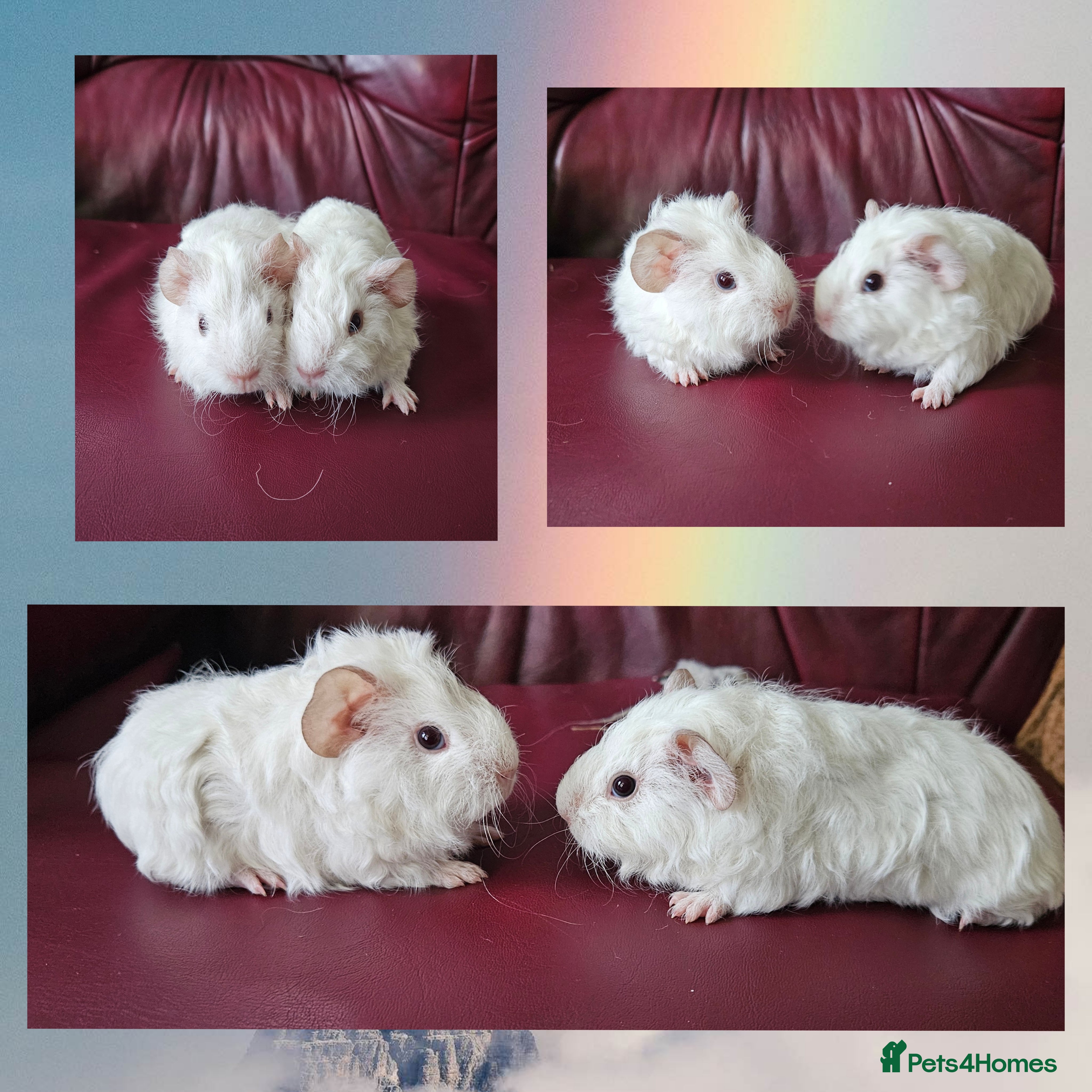 Guinea Pig rodents Beautiful funky babies - Advert 15