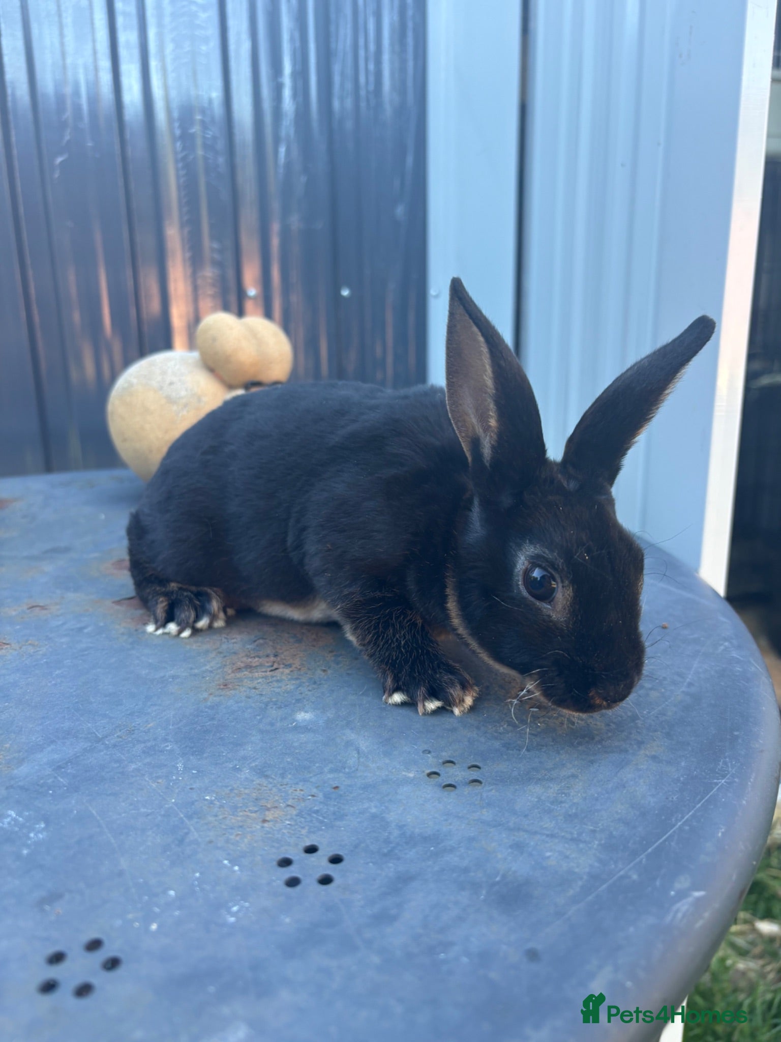 New Zealand rabbits Mini Rex buck  - Advert 10