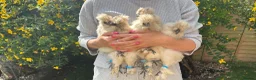Chickens poultry for sale: Silkies - Advert 3