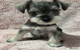 Miniature Schnauzer dogs for sale: KC Beautiful miniature Schnauzers  - Image 16