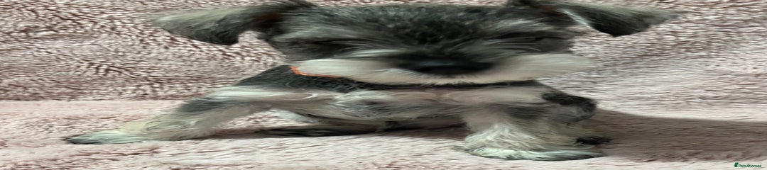 Miniature Schnauzer Puppy 1