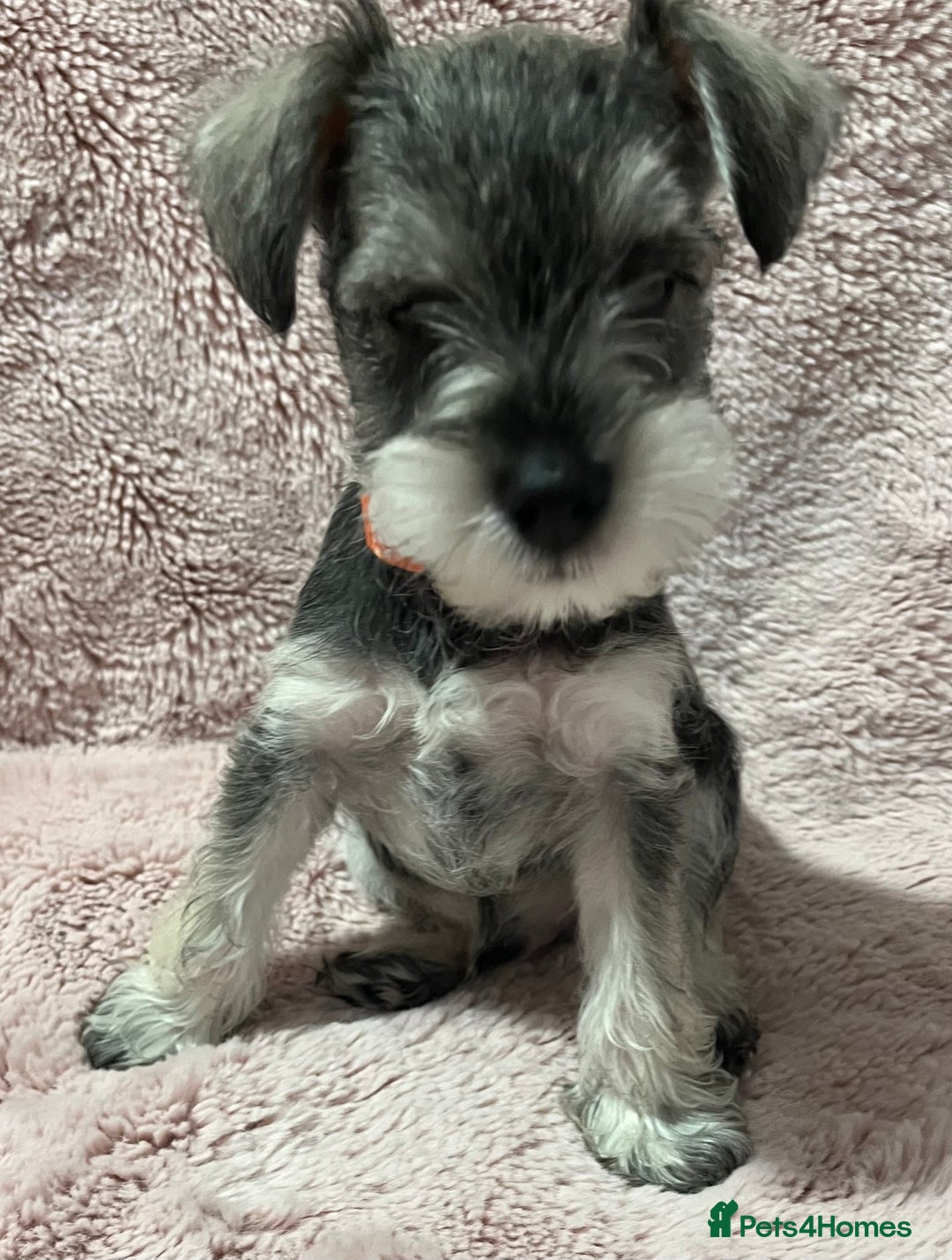 Miniature Schnauzer dogs for sale: KC Beautiful miniature Schnauzers  - Image 16