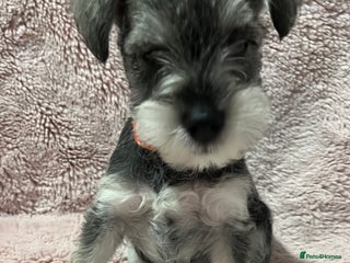 Miniature Schnauzer dogs - Advert 2