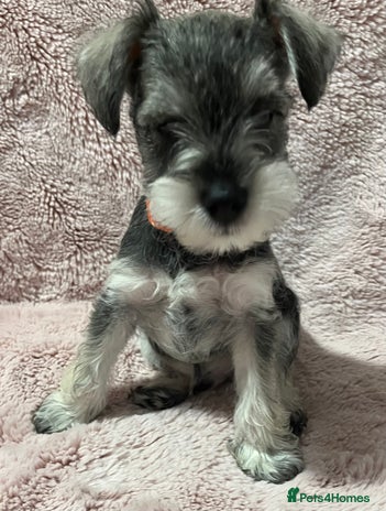 Miniature Schnauzer dogs - Advert 2