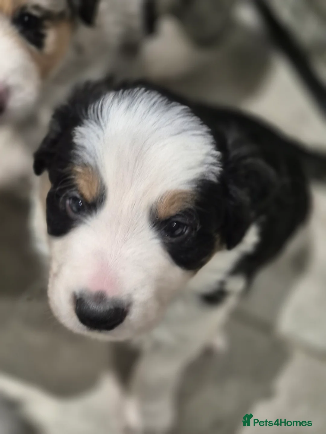 Border Collie dogs for sale: Beautiful Border Collies. Parents DNA tested.  - Advert 13
