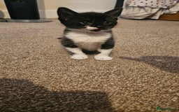 British Shorthair cats for sale: Beautiful Bengal x Calico Kittens - Image 11