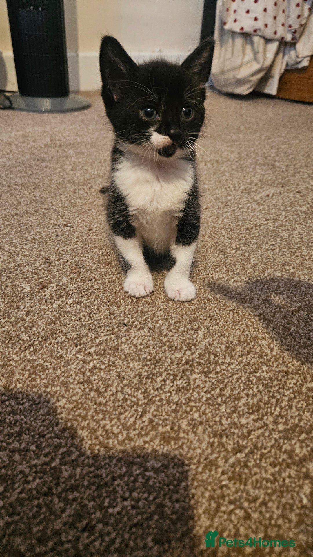 British Shorthair cats for sale: Beautiful Bengal x Calico Kittens - Image 11