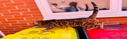 Bengal cats for sale: Ticca registered active male  - Advert 3