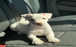Parson Russell dogs for sale: Parson Russell terrier puppys - Image 16