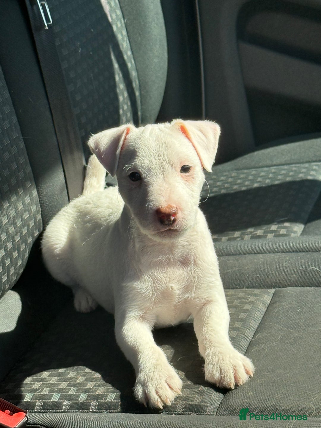 Parson Russell dogs for sale: Parson Russell terrier puppys - Image 16