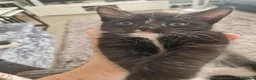 Mixed Breed cats for sale: 5 stunning siamese mixed kittens 😻 - Advert 14
