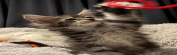 Maine Coon cats for sale: Ready now !!Maine coon kittens full papers  - Advert 2