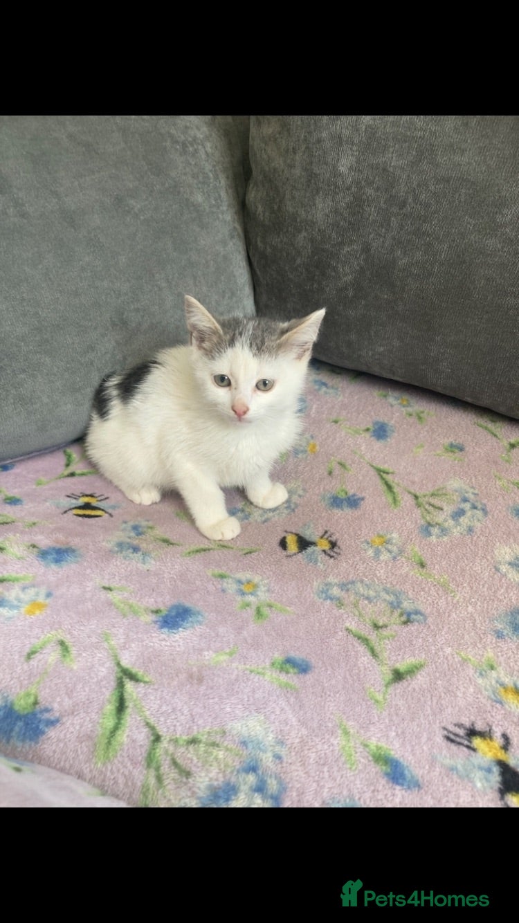 Mixed Breed cats 2 beautiful kittens  - Advert 1