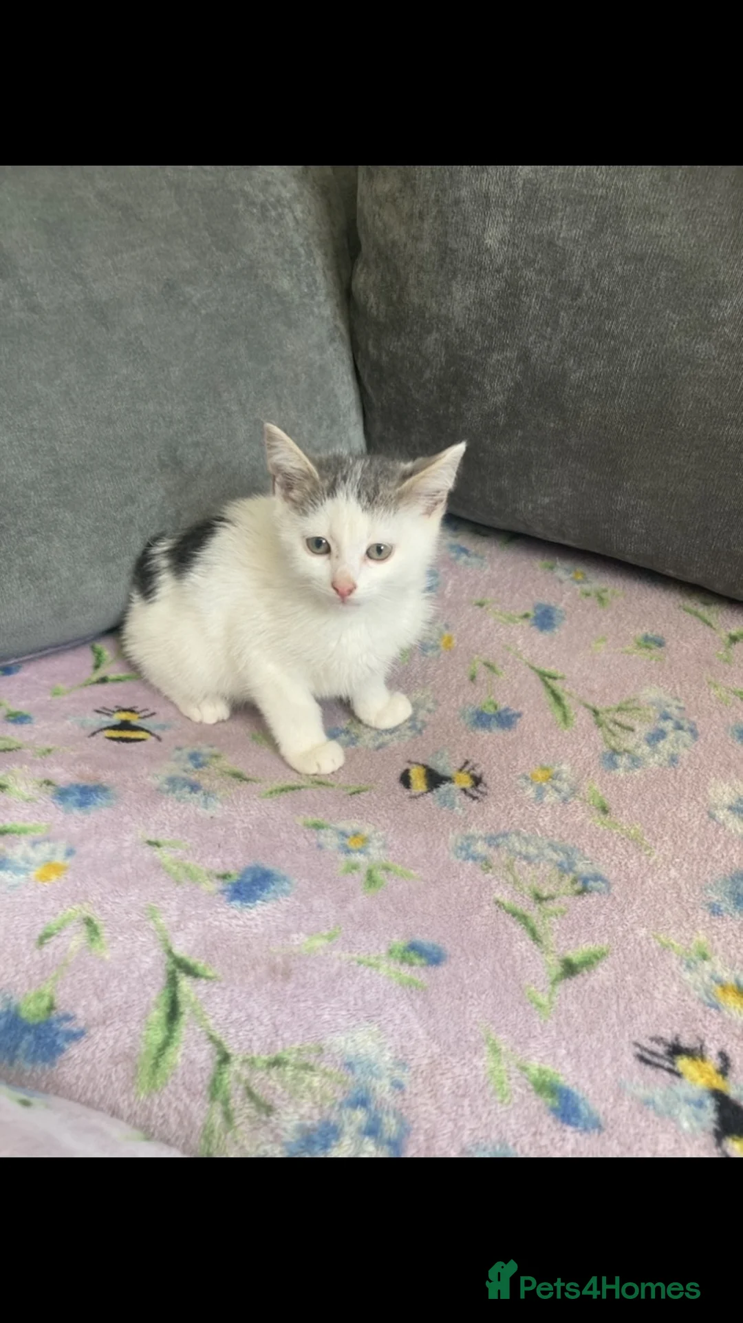 Mixed Breed cats for sale: 2 beautiful kittens  - Advert 1