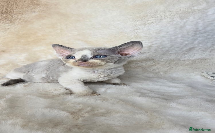 Devon Rex cats - Advert 1