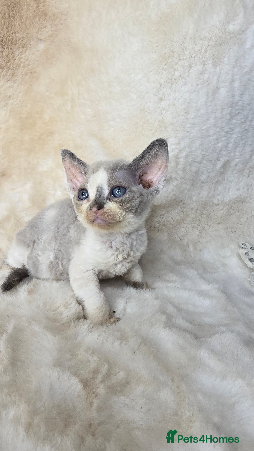 Devon Rex cats for sale: Devon Rex. 3 girls bominant blue eyes. All guts  - Image 1