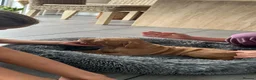 Hungarian Vizsla dogs for sale: Gunfield duel purpose - Exceptional Show & Working - Advert 7
