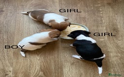 Jack Russell dogs for sale: Jack Russel Pups Short Legged - Image 5