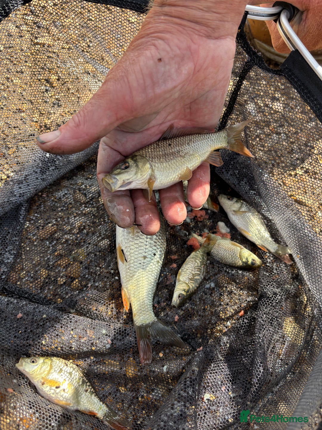 Pond Fish fish for sale: Live fish for sale. Common and mirror carp mix 30 - Image 1
