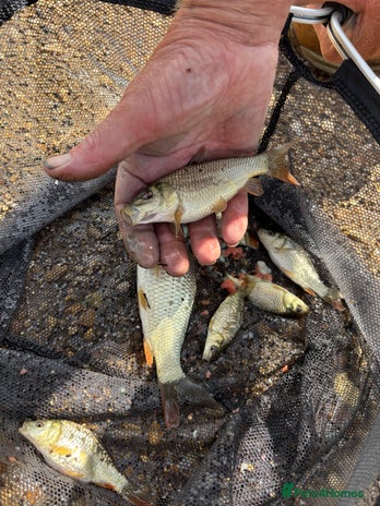 Pond Fish fish - Advert 2