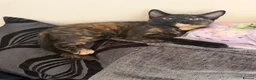 Domestic Shorthair cats for sale: Domestic shorthair  - Advert 3