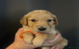 Golden Retriever dogs for sale: KC Registered - Golden Retriever Pups  - Image 14