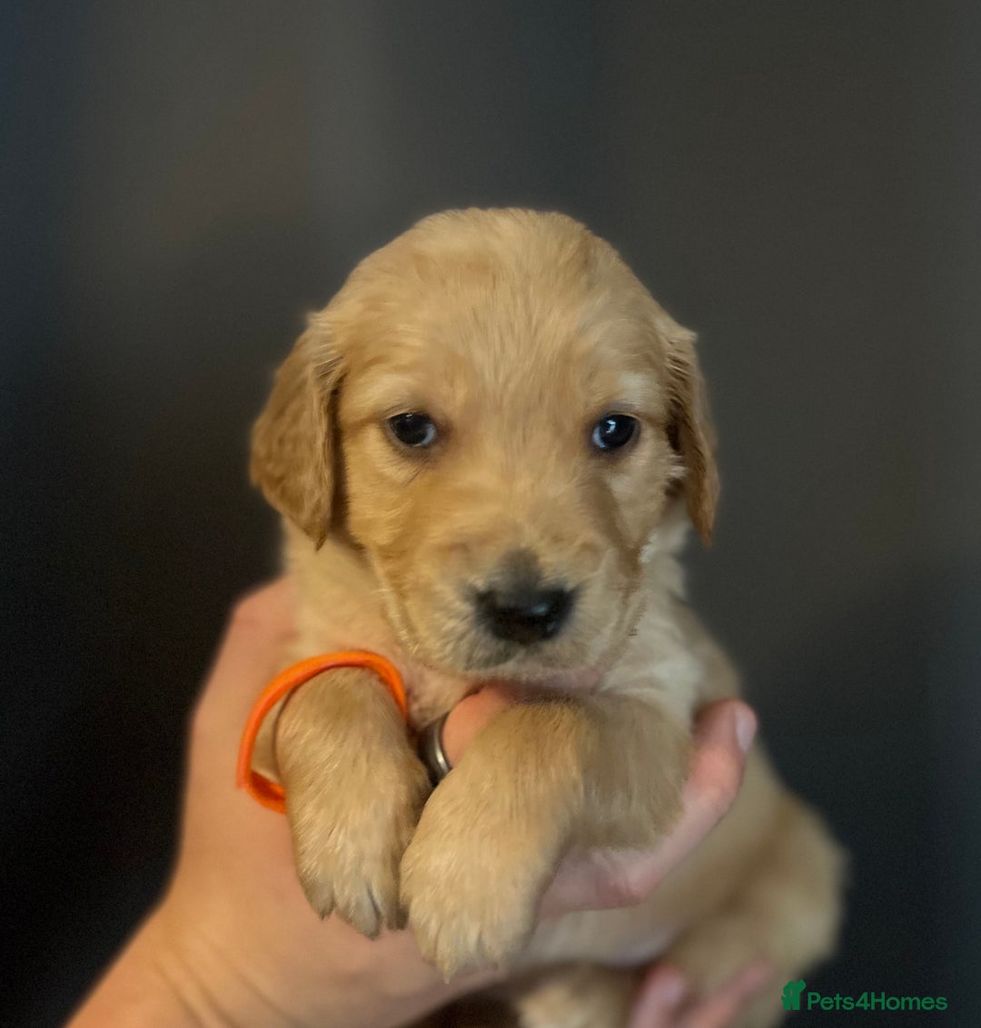 Golden Retriever dogs for sale: KC Registered - Golden Retriever Pups  - Image 14
