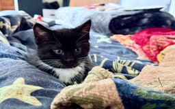 Mixed Breed cats for sale: 3 mixed breed kittens  - Image 4