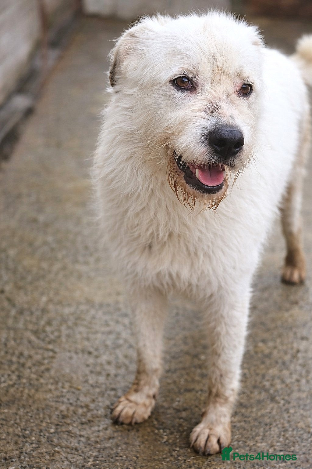 Mixed Breed dogs 🐾🤍ALINA – A Beautiful Young Soul Still Waiting🐾 - Advert 16