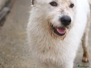 Mixed Breed dogs 🐾🤍ALINA – A Beautiful Young Soul Still Waiting🐾 - Advert 16