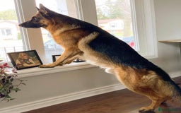 German Shepherd dogs for sale: 🐾🖤 Top-Quality Purebred German Shepherd Puppies - Image 20